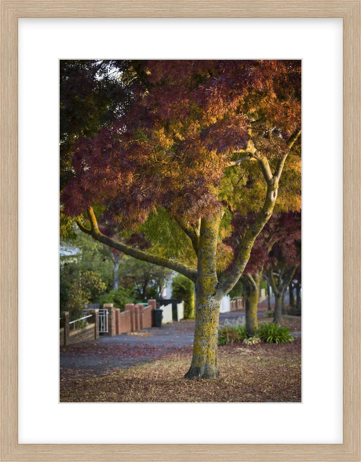 Lydiard St Nth - 297mm x 420mm wood.jpg