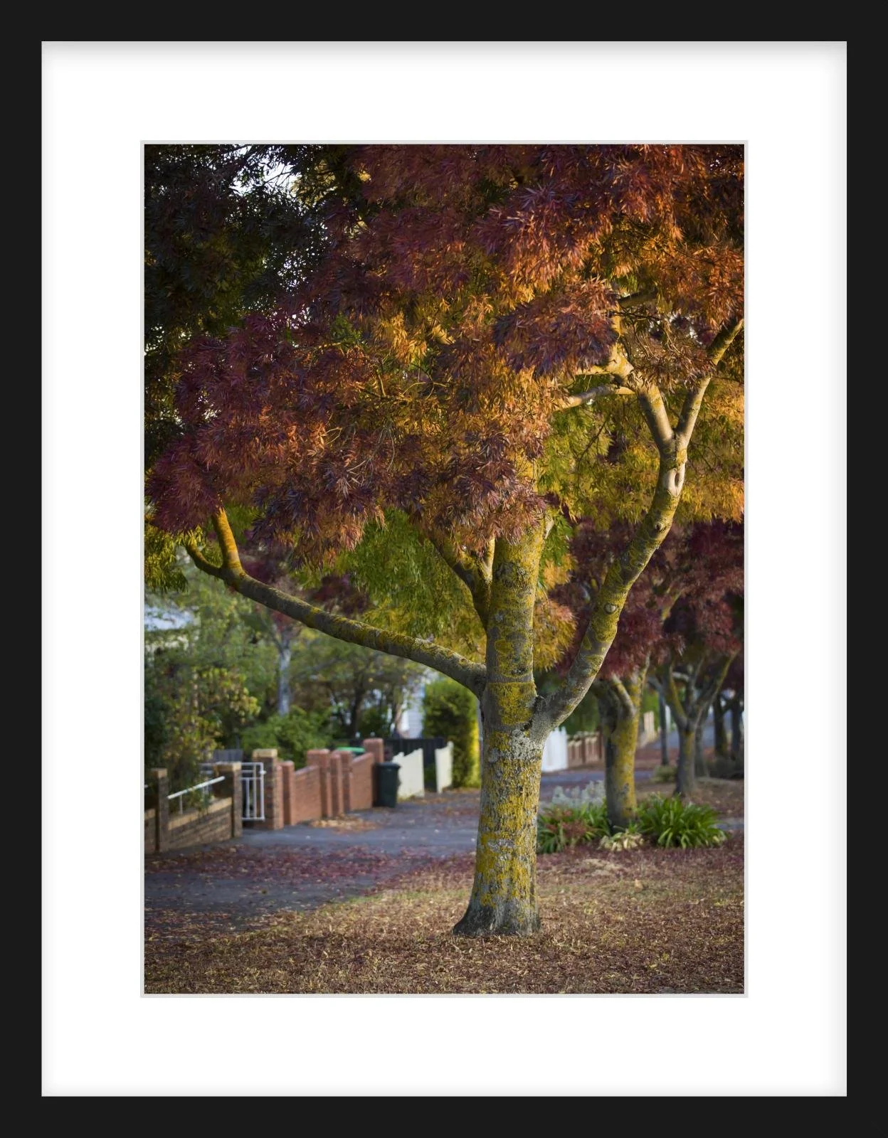 Lydiard St Nth - 297mm x 420mm black.jpg