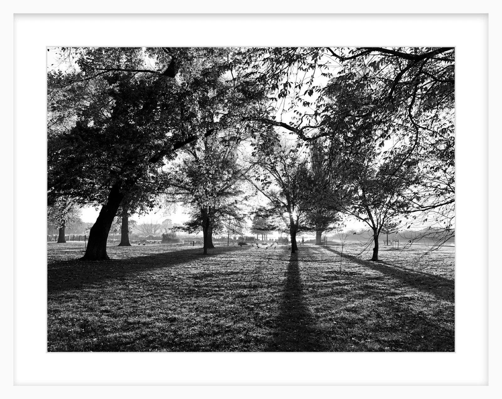 Long Shadows - 18" x 24" white.jpg