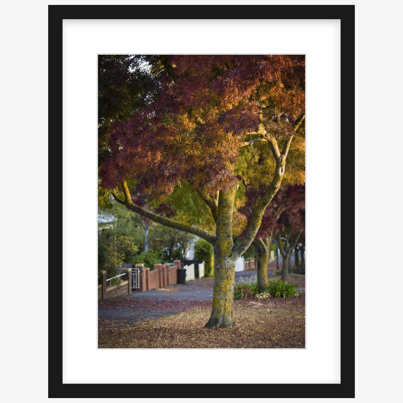Lydiard St Nth - 297mm x 420mm black - square.jpg