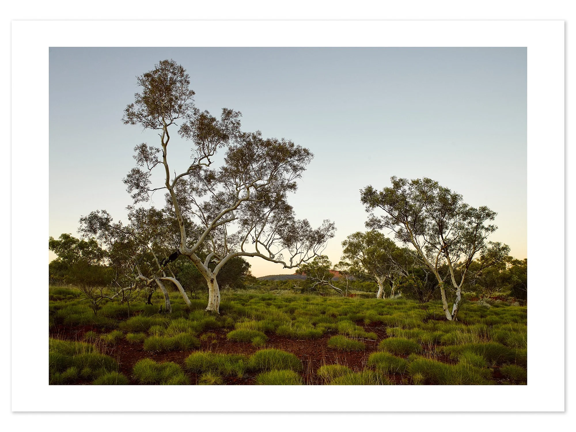 Pilbara Trees