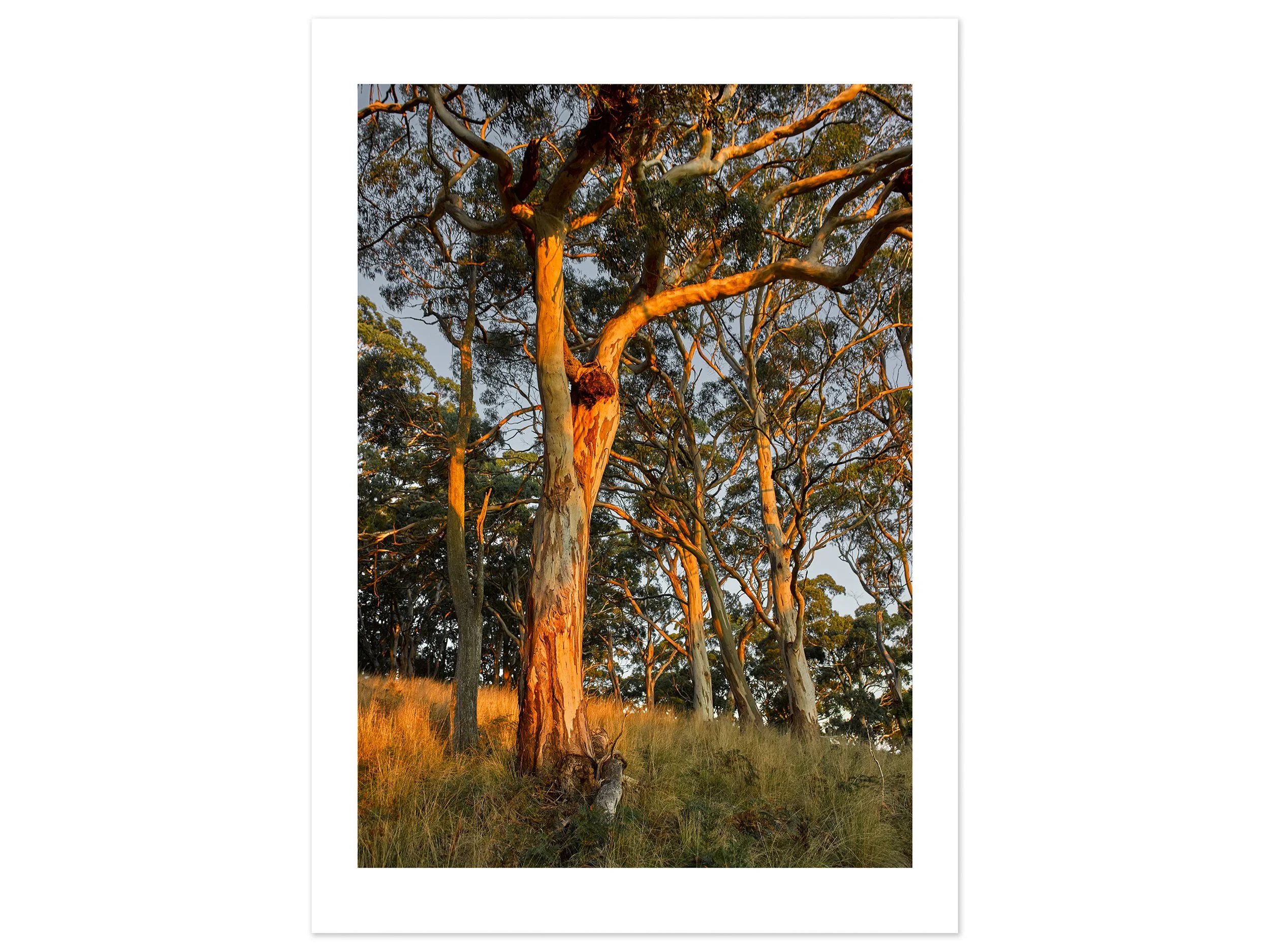 Mt Buninyong at dusk 01 (A1) for web.jpg