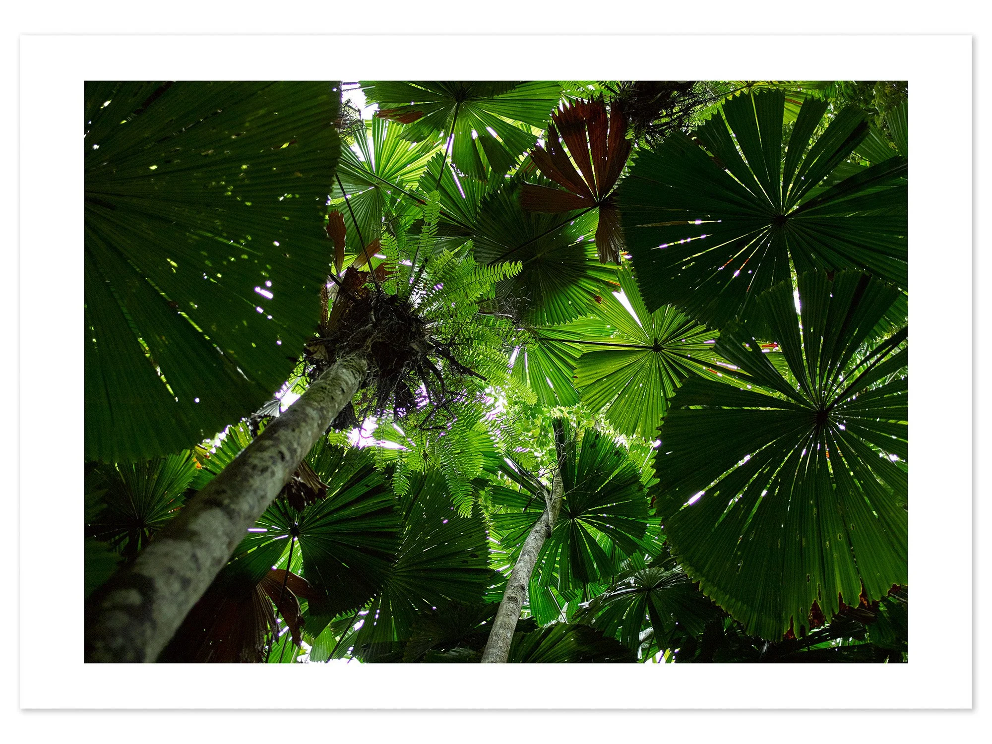 Daintree (A0) for web.jpg