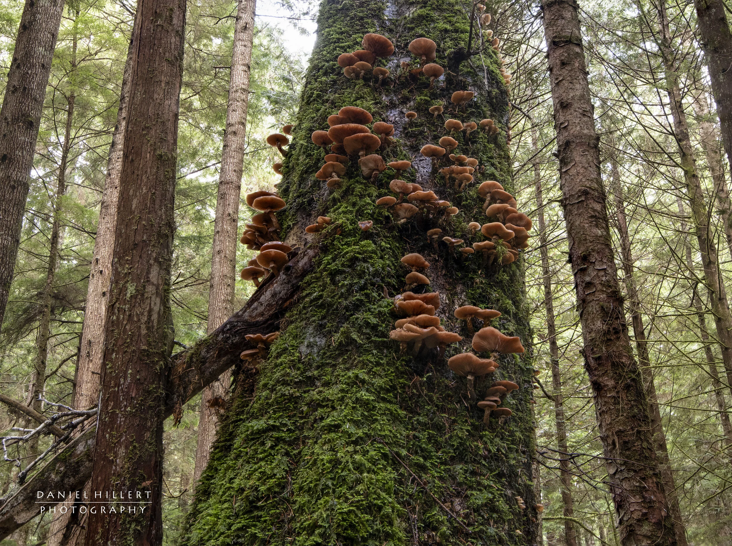 Mushroom TreeSm.jpg