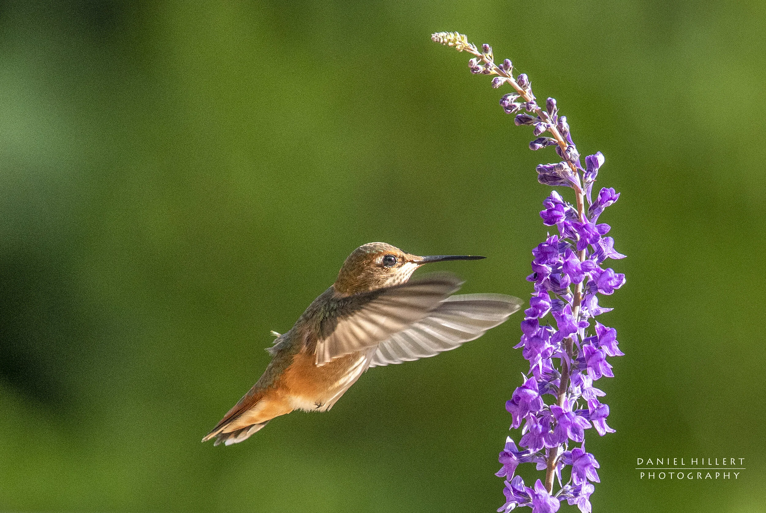 Hummimgbird Framed3Sm.JPG