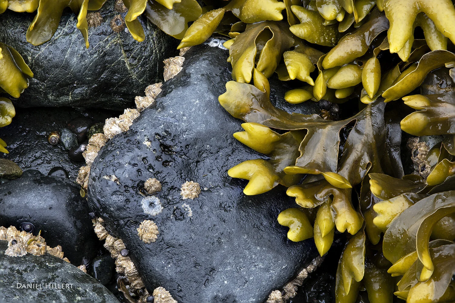 Kelp Rock Dan Hillert.JPG