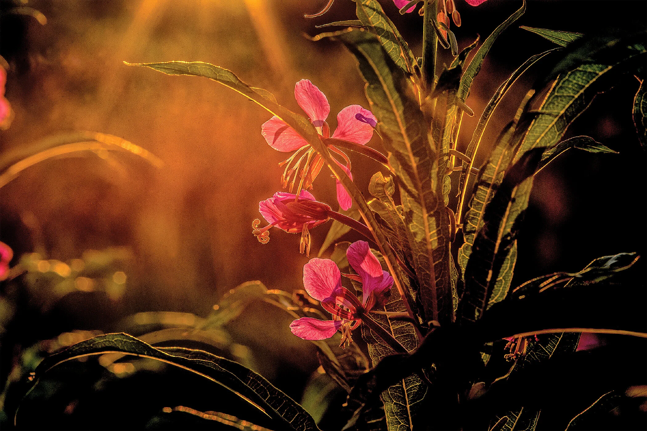 Rays Of FireWeed.JPG