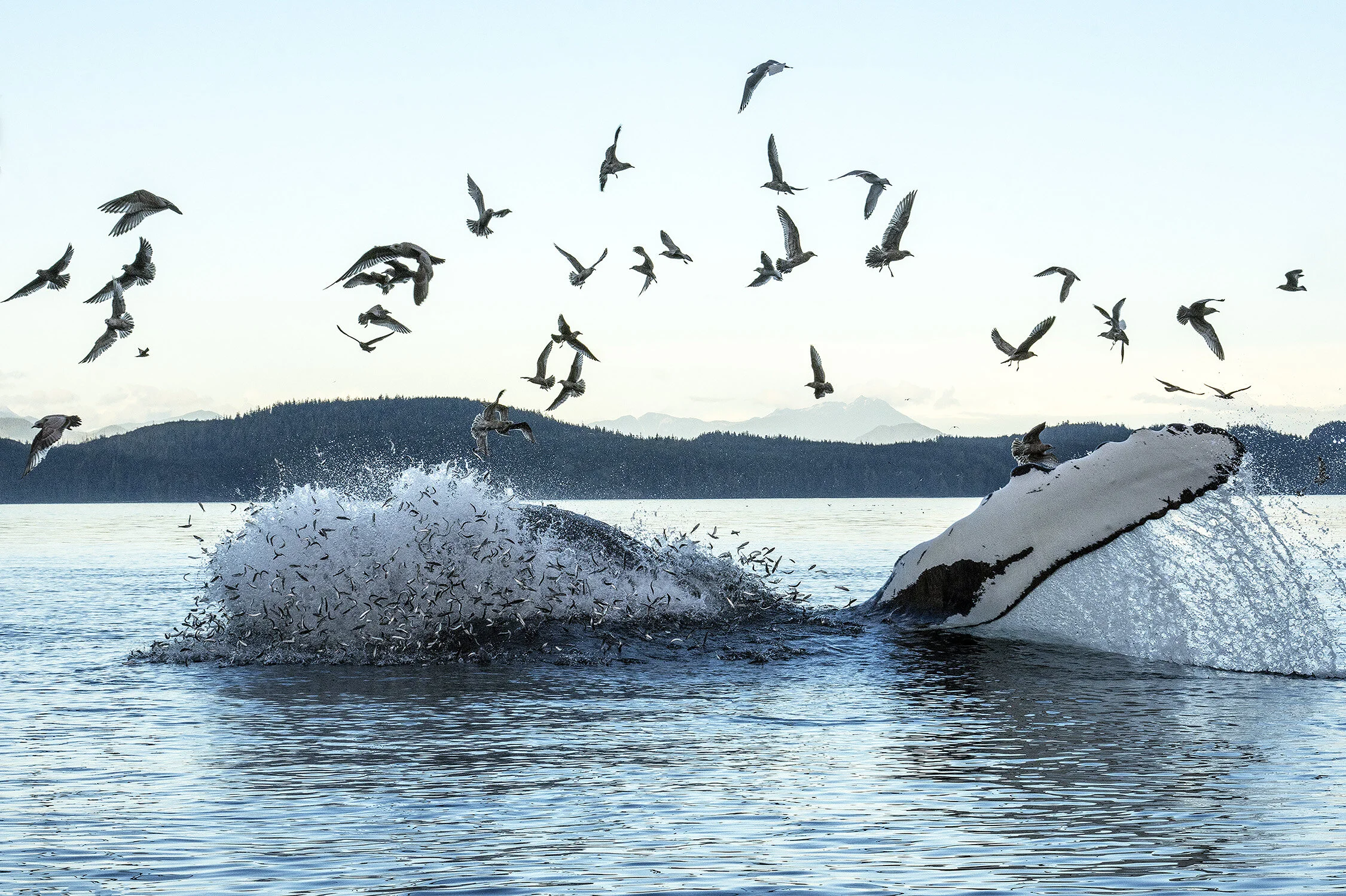 Feeding Frenzy Dan Hillert.JPG