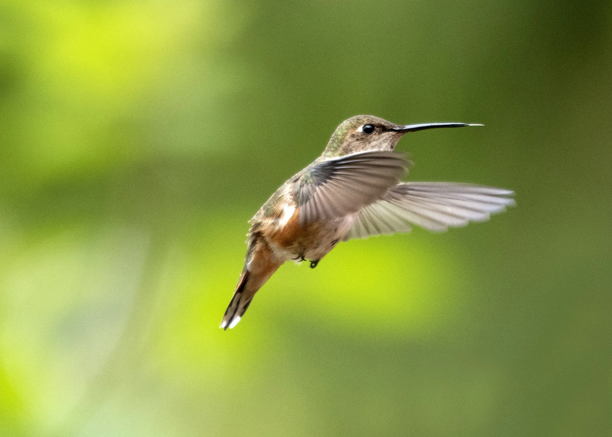 Humming Bird Motion2.jpg