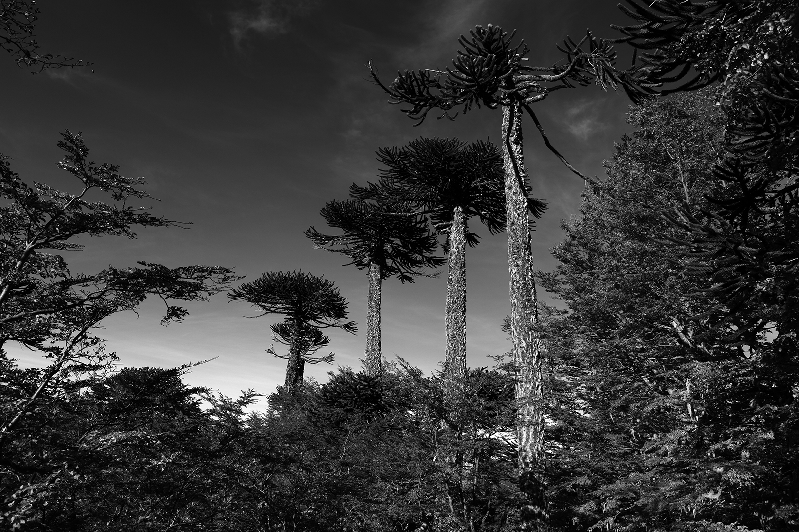 Araucaria, Tausendjähriger Baum, Chile