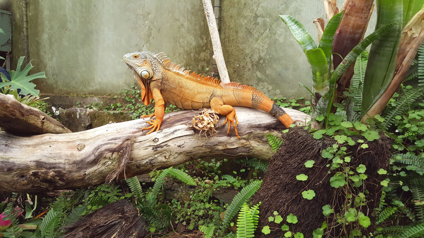 MediaIguana.jpg