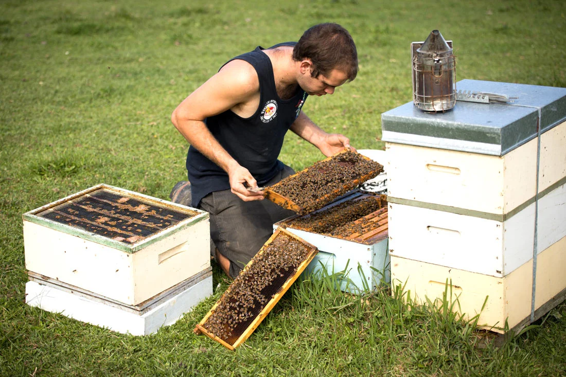 bushman-honey.jpg
