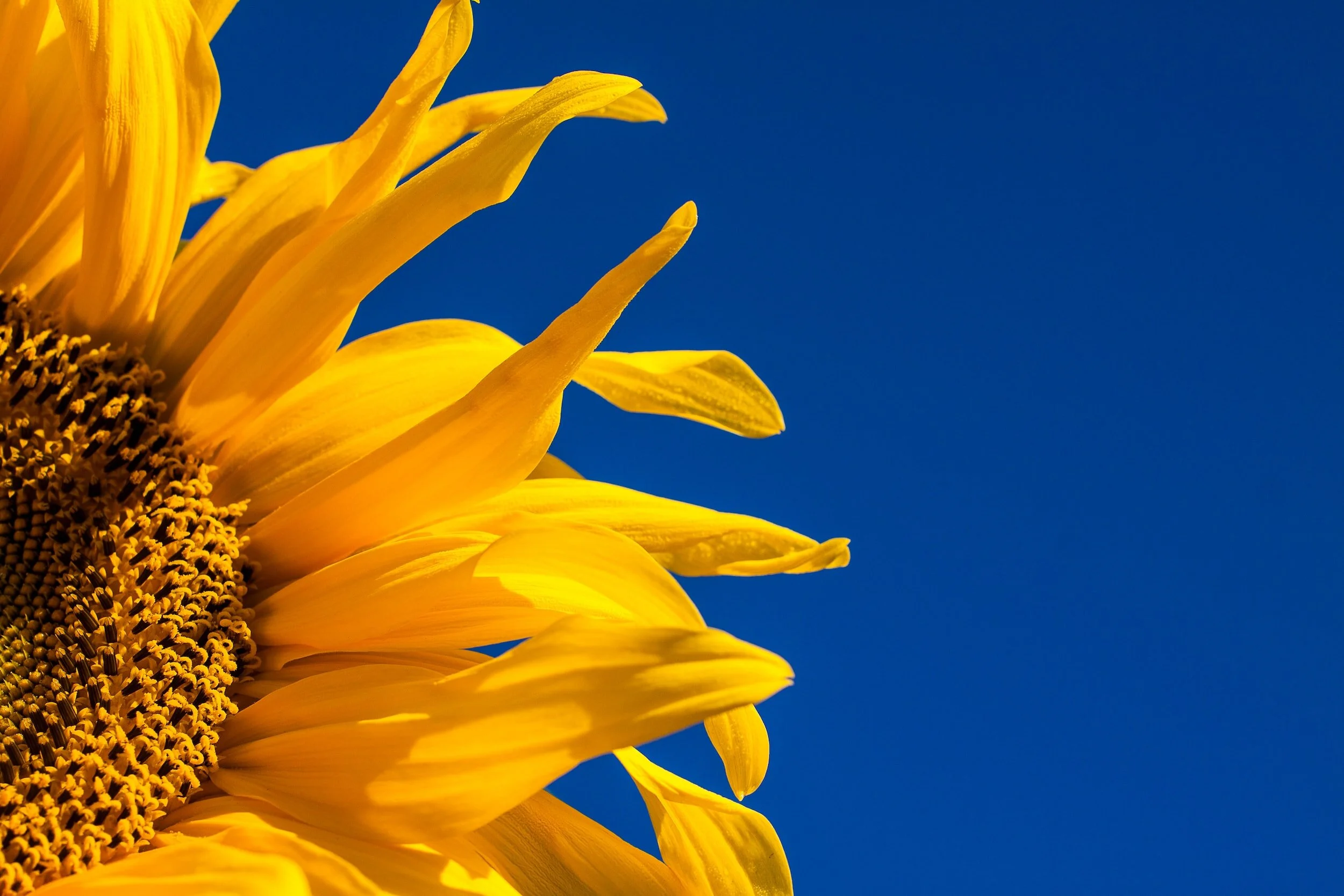 Concentus Sings Summer in Eastbourne