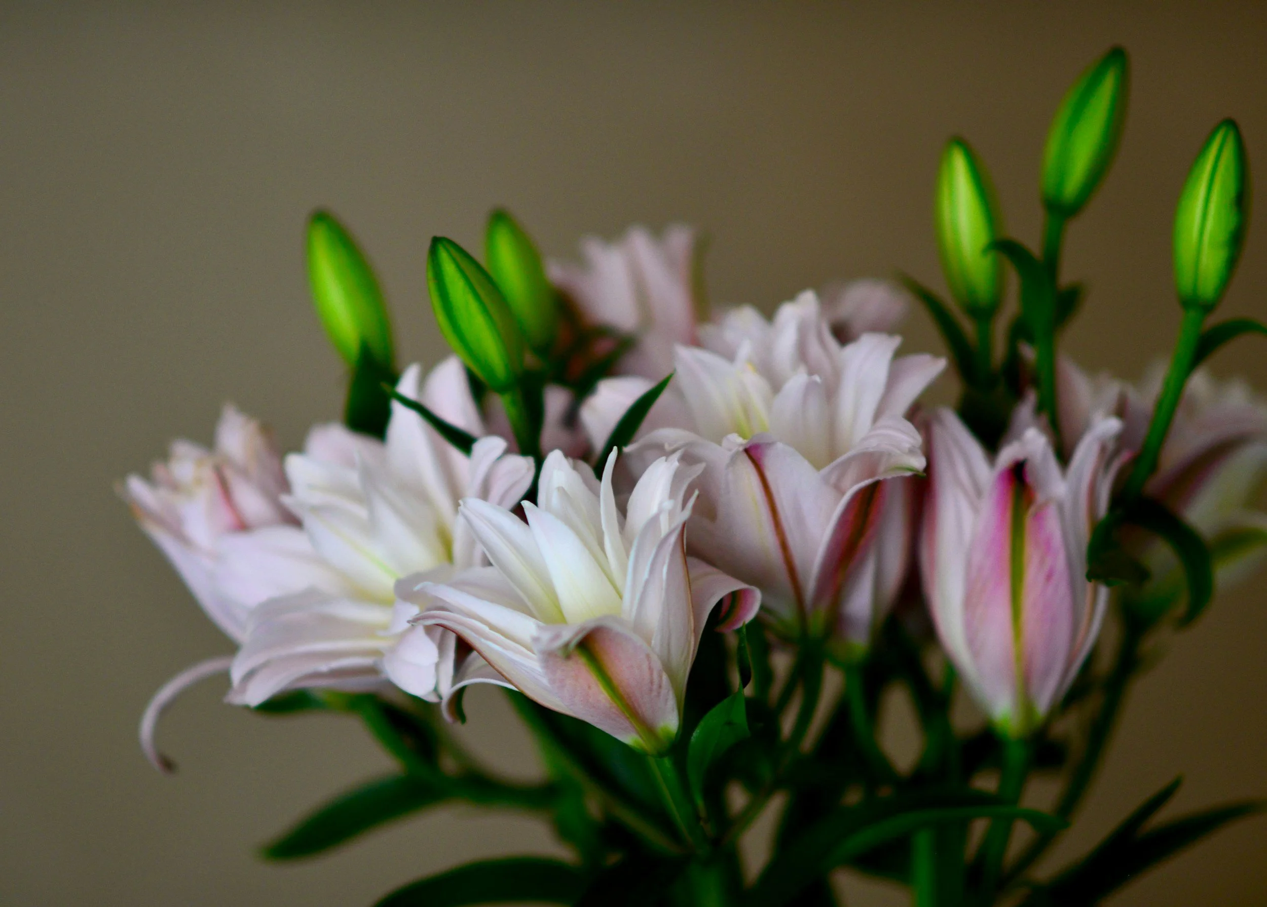 In Loving Memory of our biggest supporter, Val White