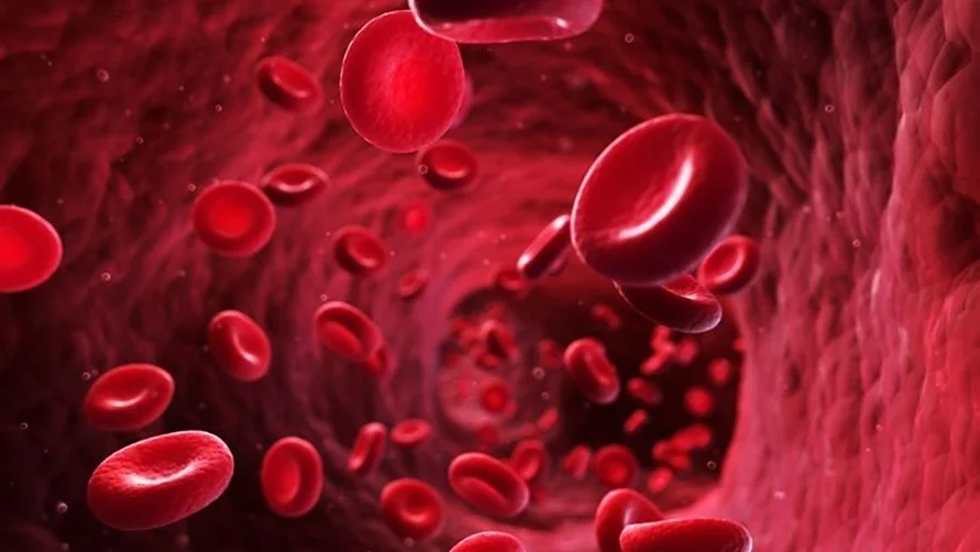 red blood cell _2_10cm.jpg