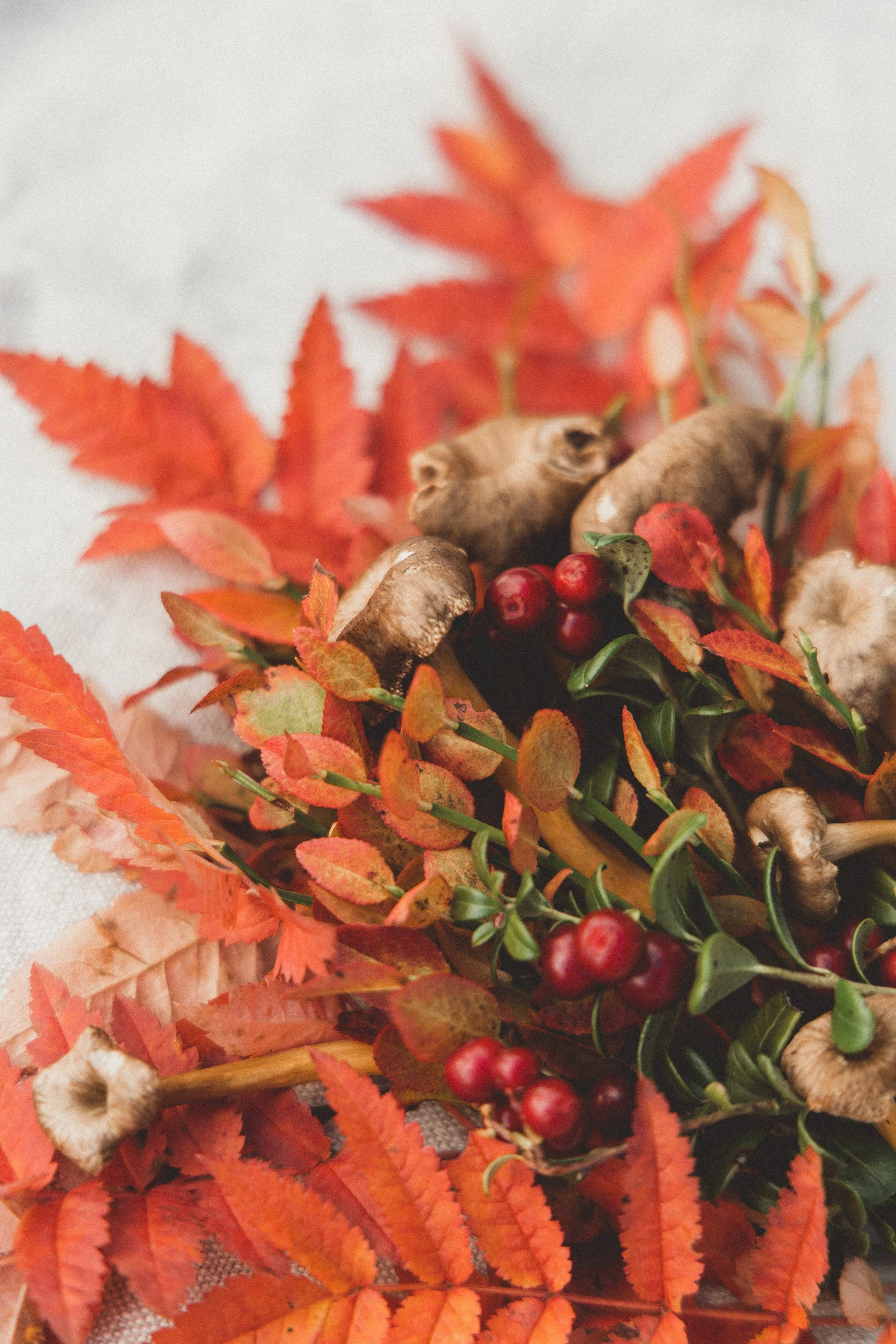 Vilthelg 2-4 oktober