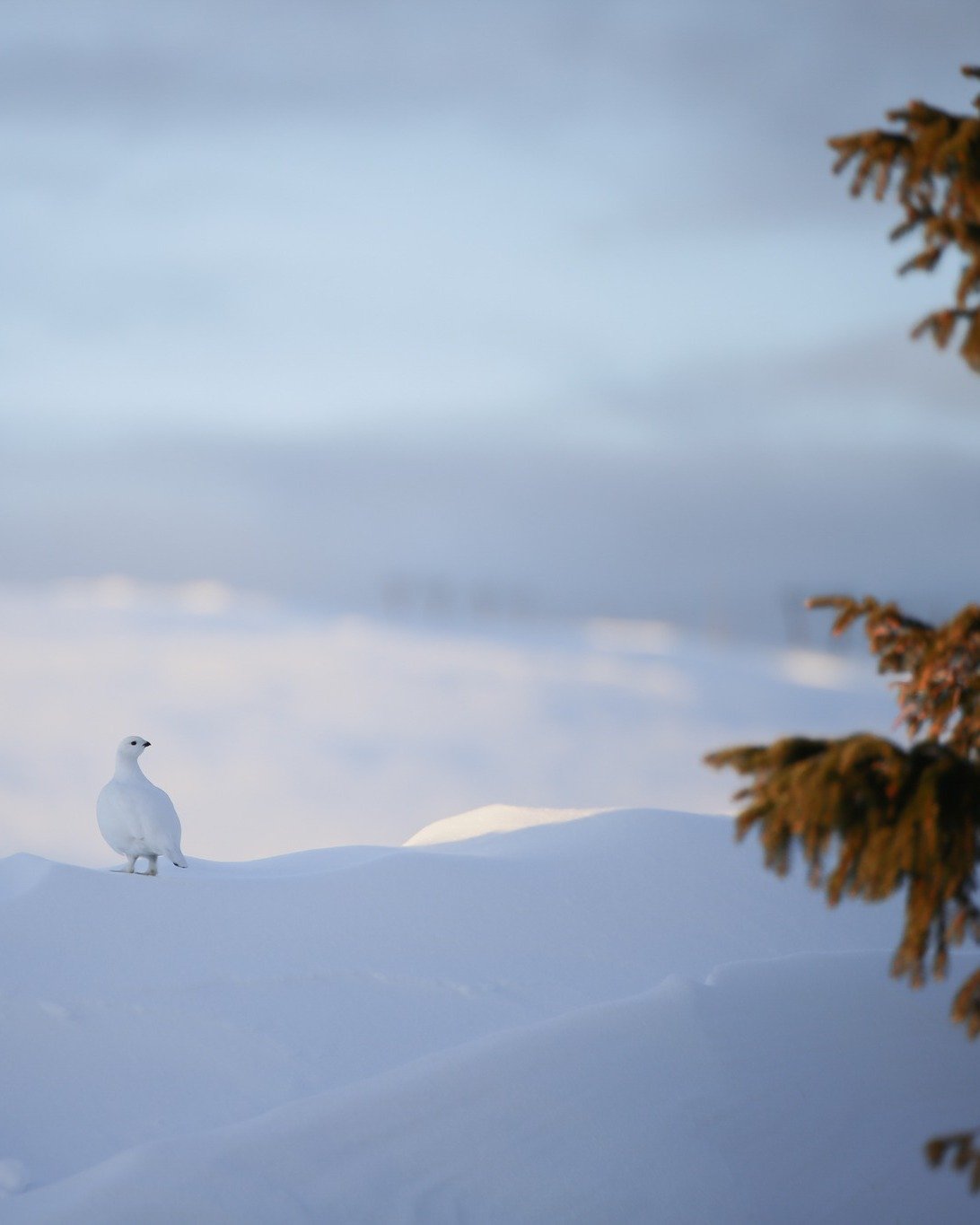 P&aring;sken n&auml;rmar sig och vi har otroliga sn&ouml;m&auml;ngder p&aring; fj&auml;llet, f&ouml;r att inte tala om den fina sn&ouml;n som kom i veckan ❄️
Tack vare kalla n&auml;tter och en riktigt bra grund har vi nu perfekta skidsp&aring;r preci