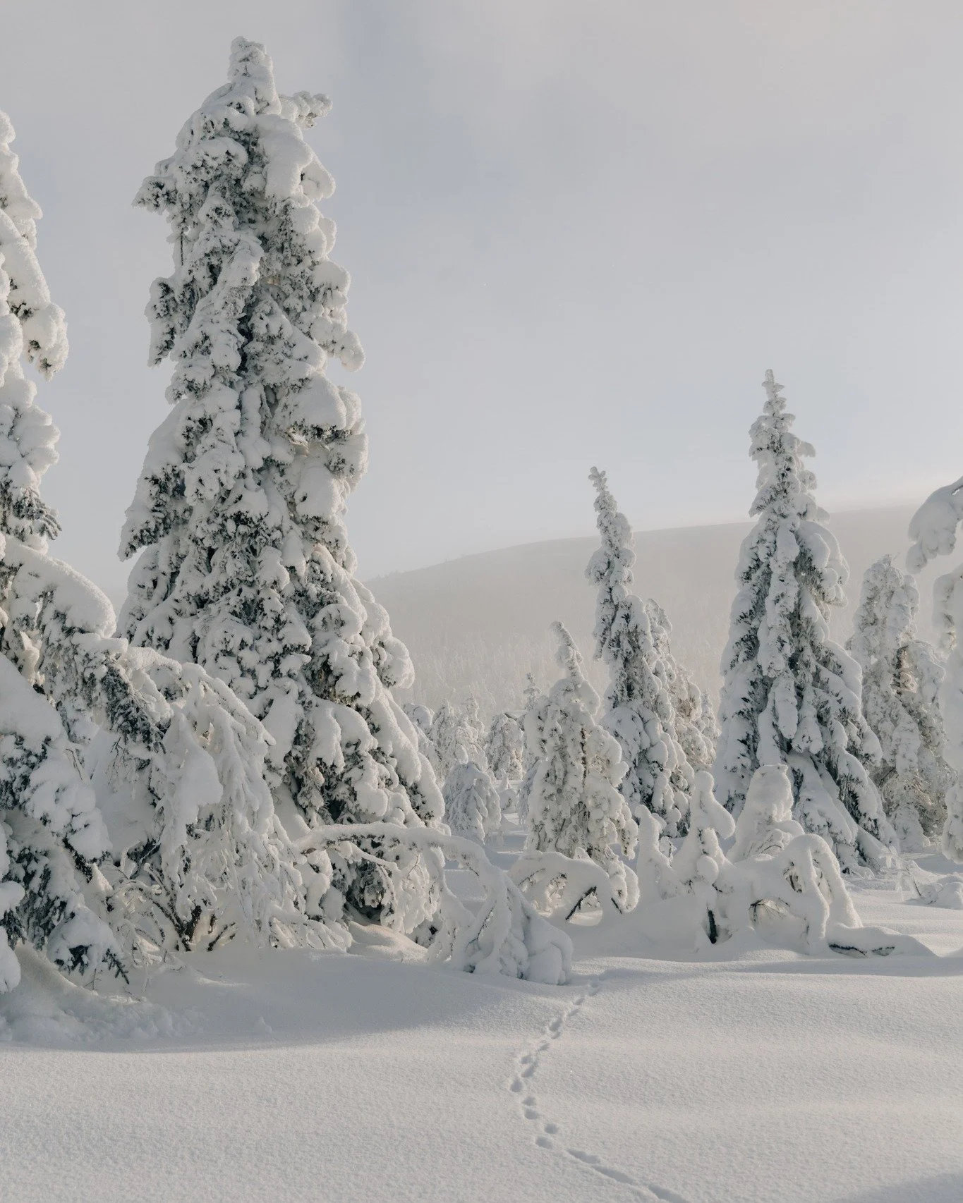 Den f&ouml;rsta sn&ouml;n har landat, kylan biter till i kinderna och den d&auml;r magiska vintertystnaden b&ouml;rjar l&auml;gga sig &ouml;ver S&auml;lenfj&auml;llen.

Vintern h&auml;r p&aring; g&aring;rden &auml;r verkligen n&aring;got alldeles ege