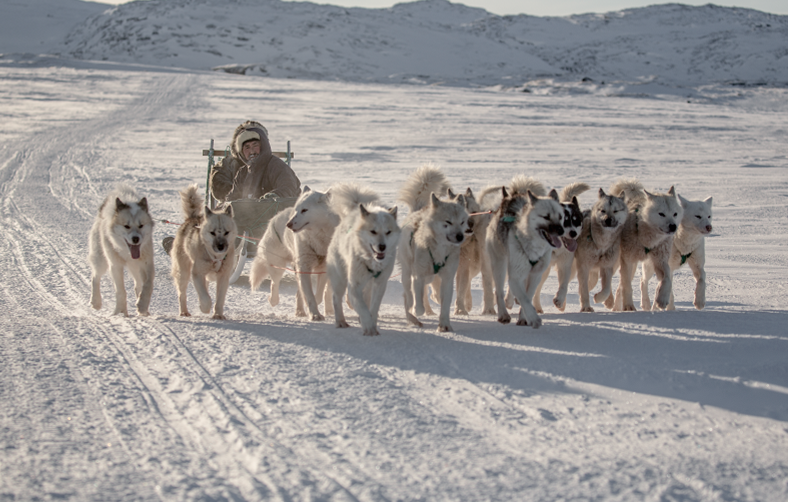 Sled Dogs outside Ilulissat, photo by Mads Pihl