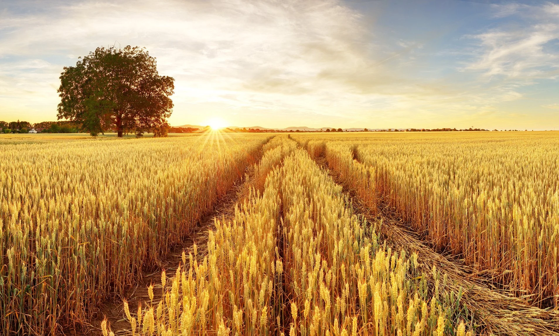 wheat field.jpg