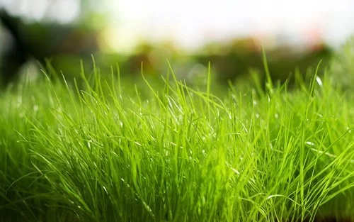 fresh-grass-hd-wallpaper.jpg