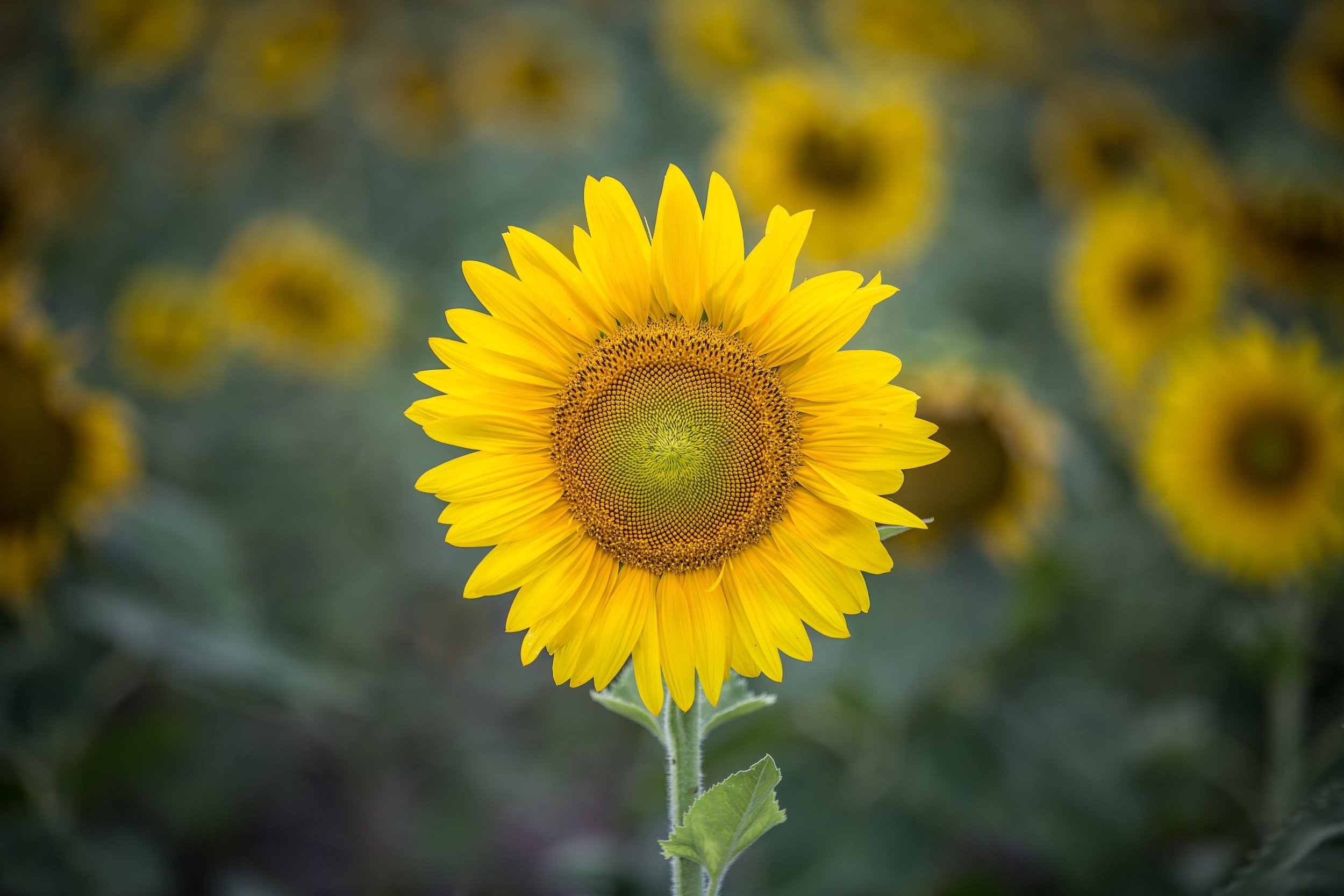 unsplash-image-mwx-t5p-PUM.jpg
