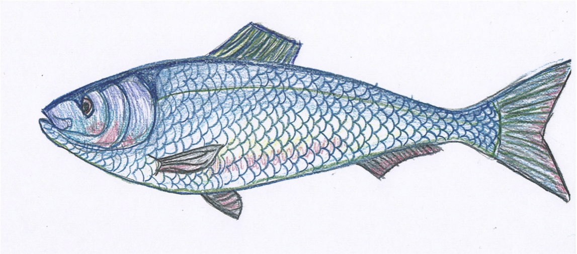 Illustration by Tia Pocknett