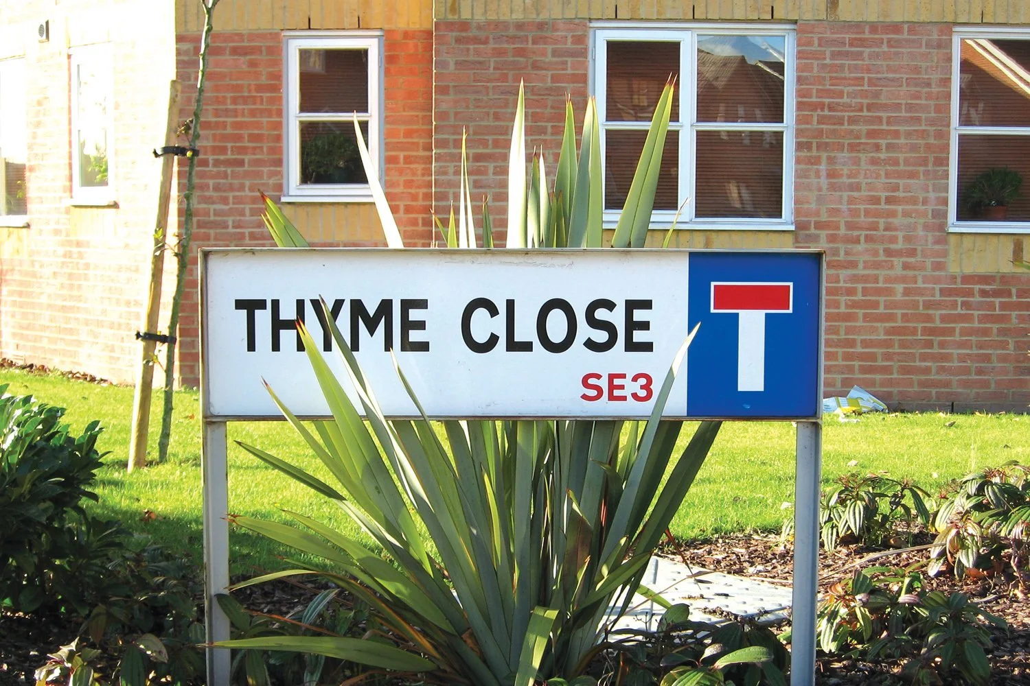 Streats of London – Thyme