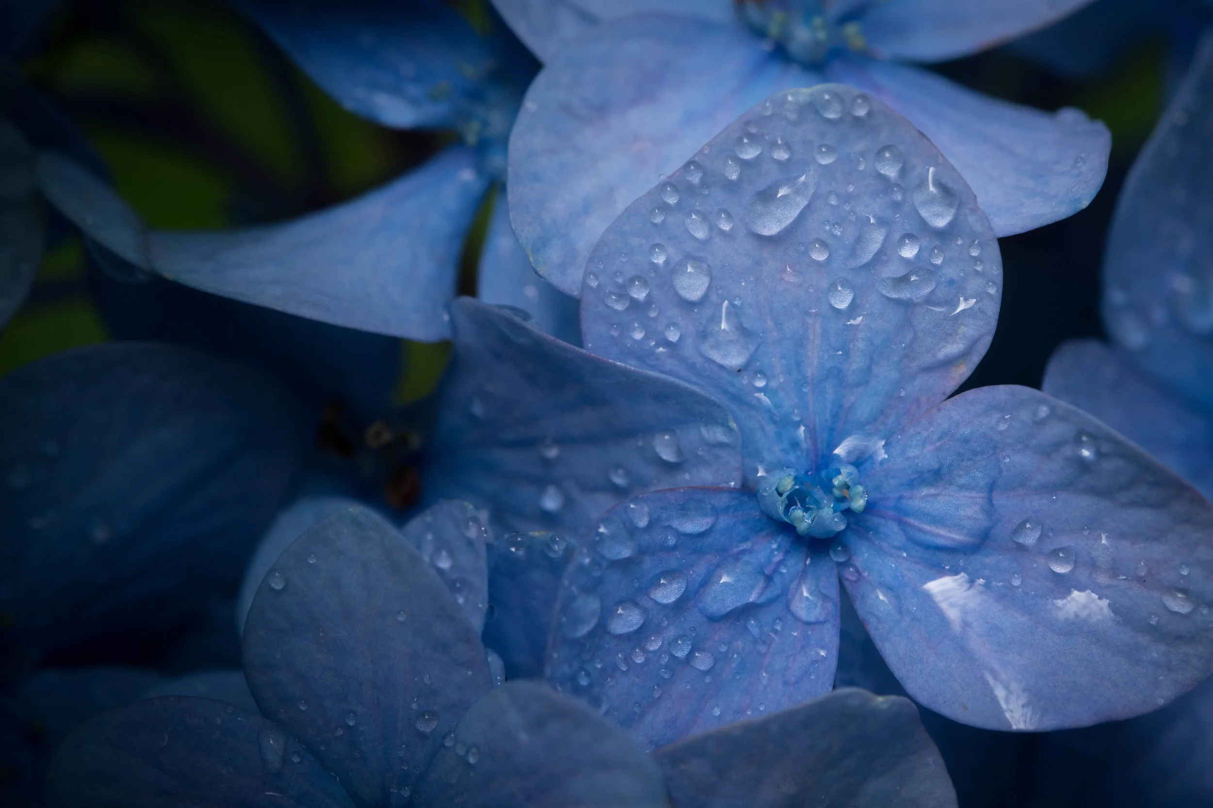 hydrangea.jpg