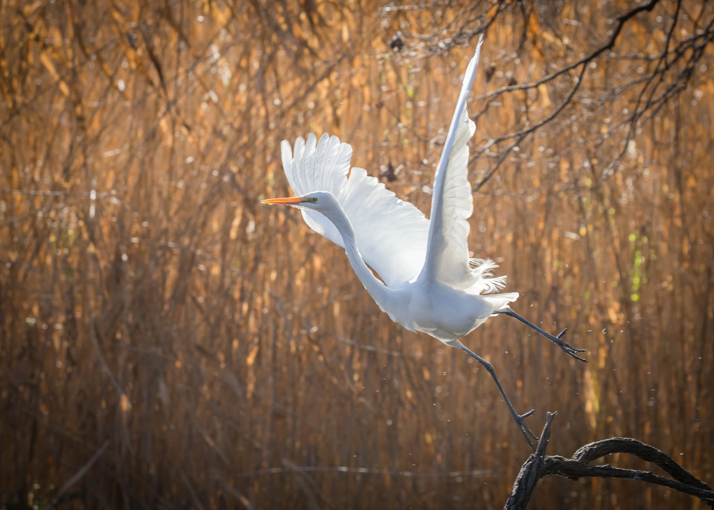 great_egret.JPG