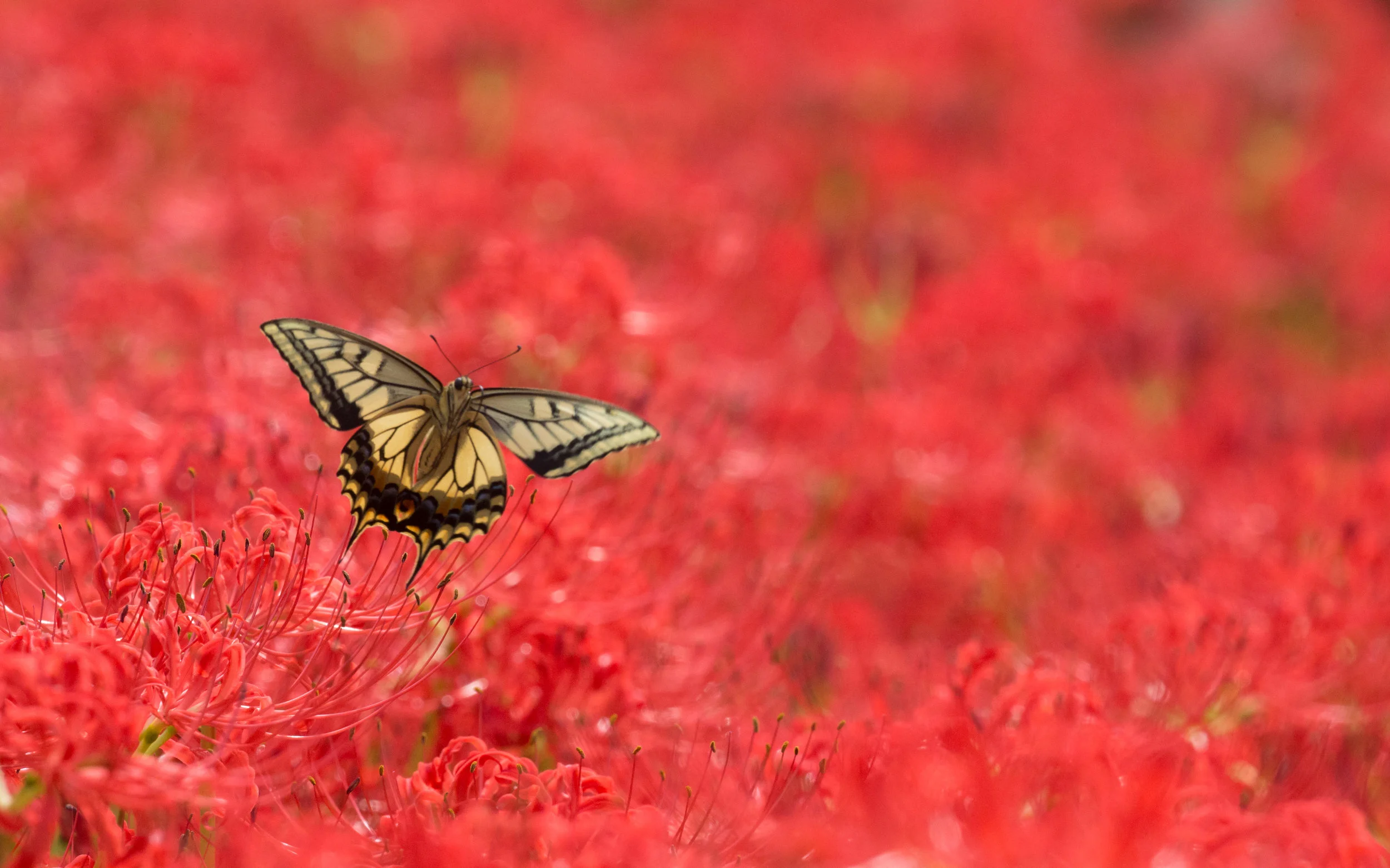 old_world_swallowtail.jpg