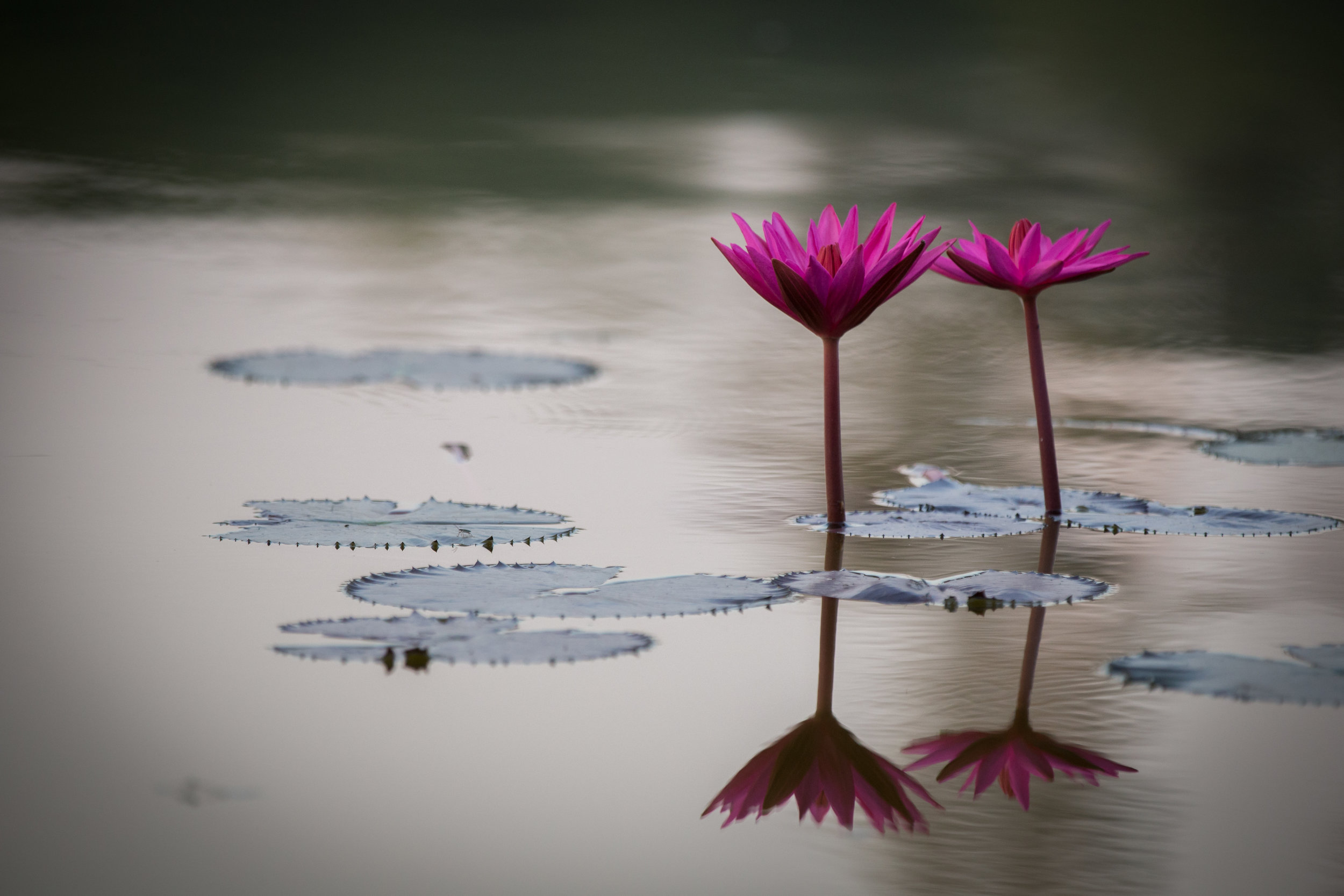 waterlilies.JPG