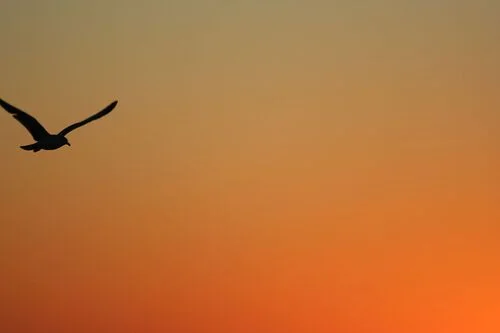 Interior/Exterior Painting