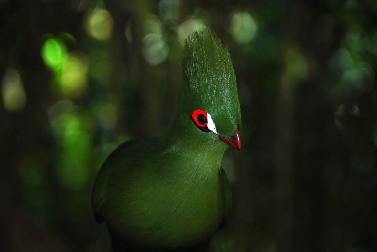 Michael_Morris_2007-01-02 - Knysna - 0403 (Knysna Turaco)_1200px.jpg
