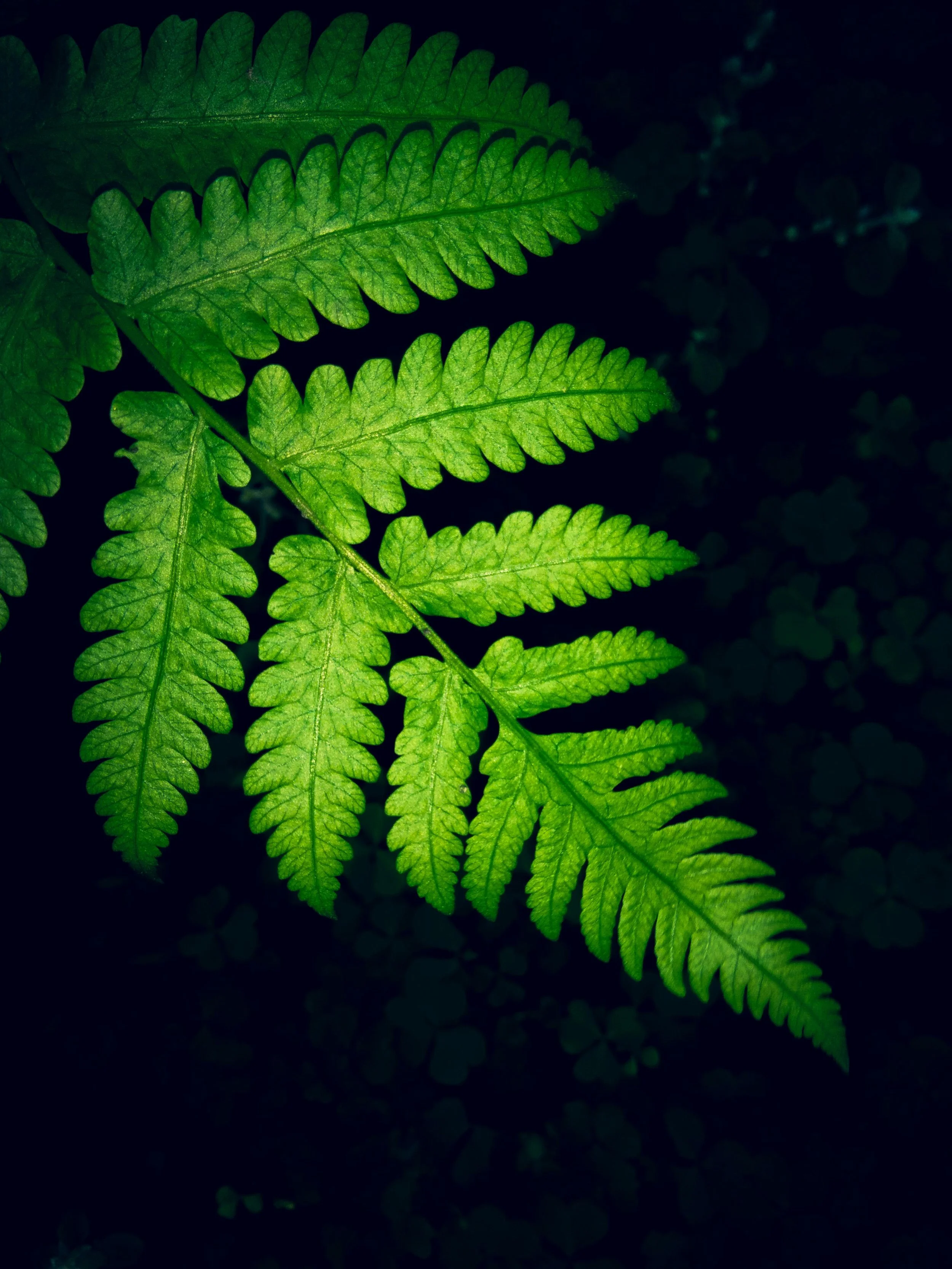 fern.jpg