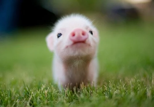 pig.jpg