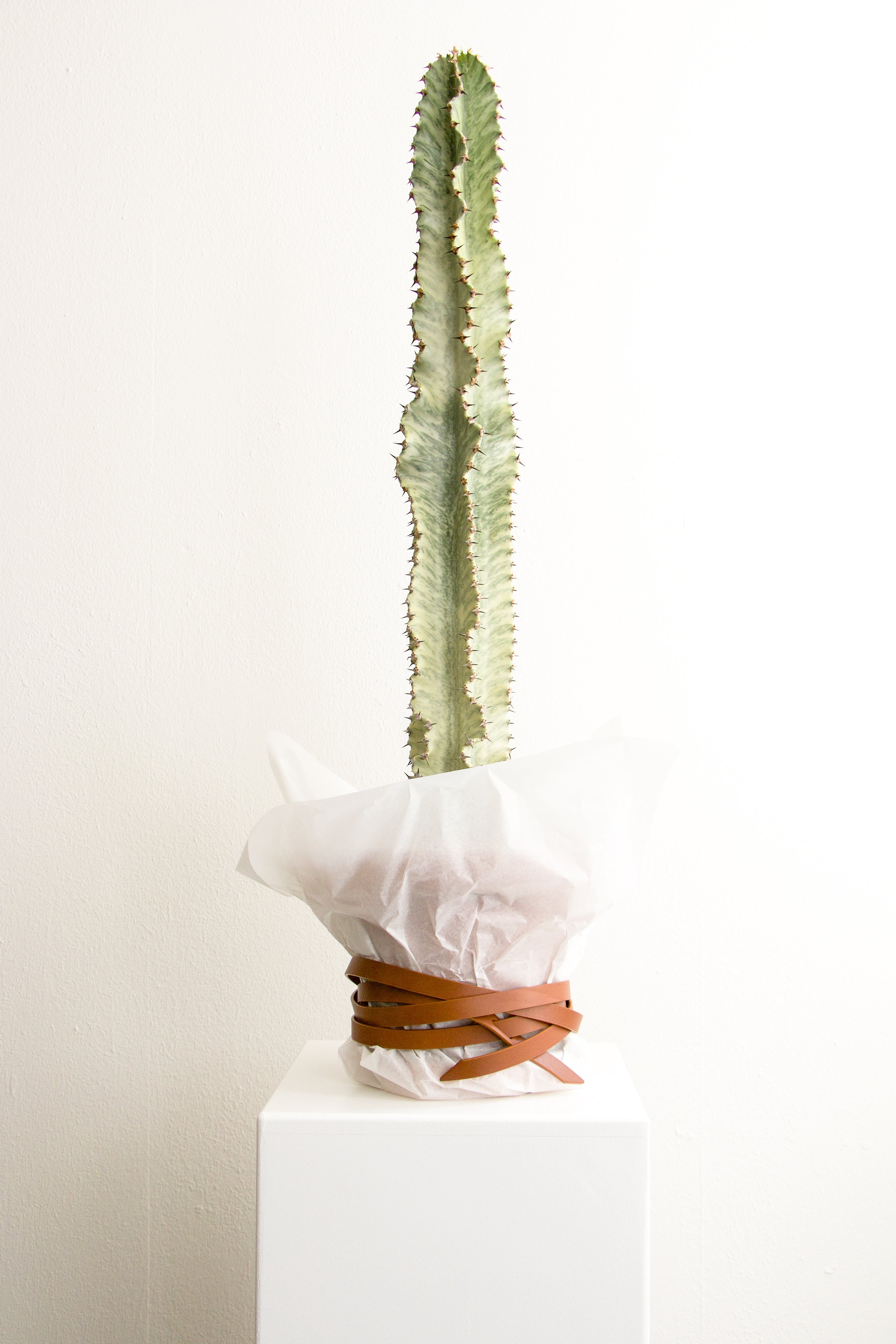 Wrap Belt Camel 1.5x240cm