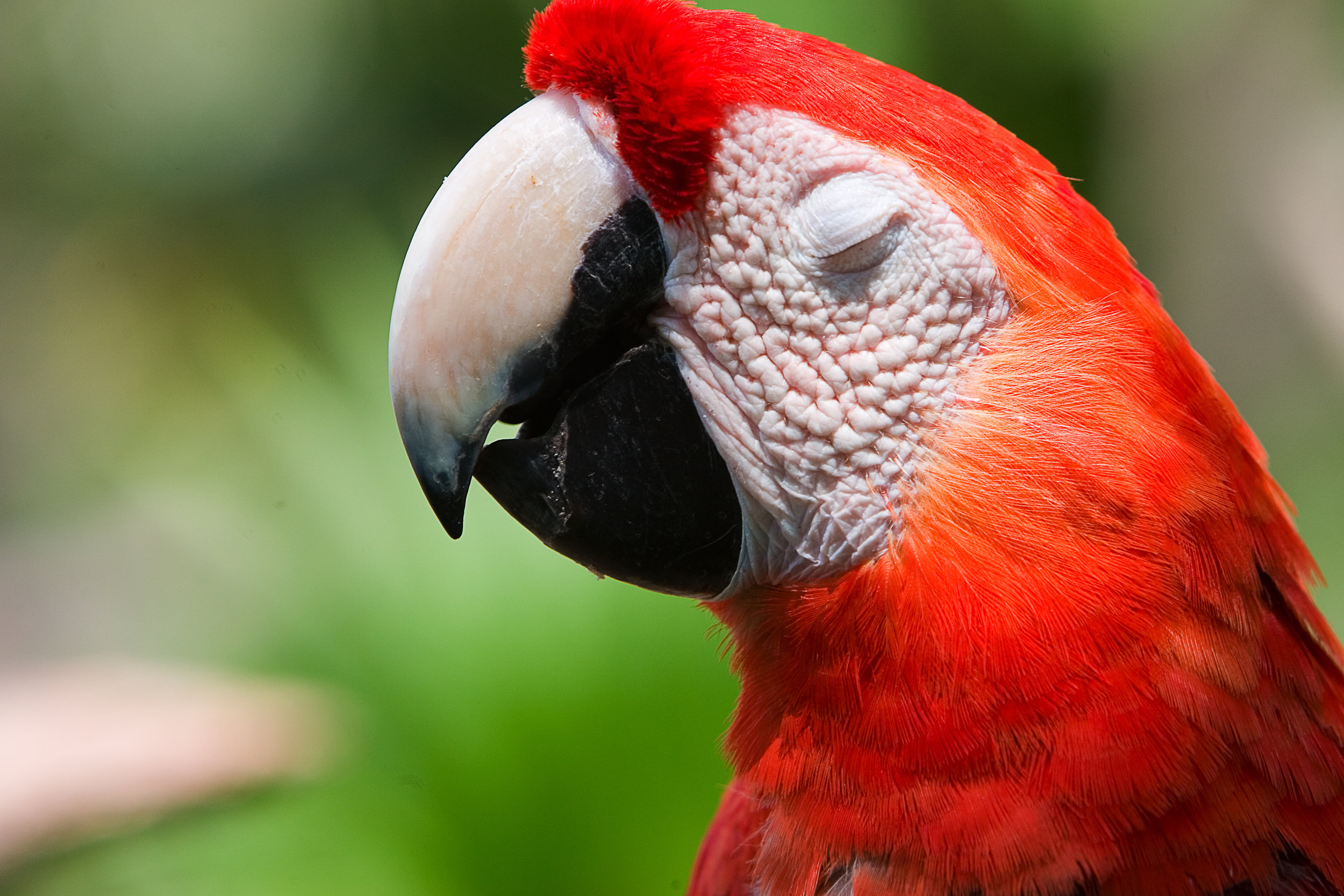 Red Parrot Closed Eyes.jpg