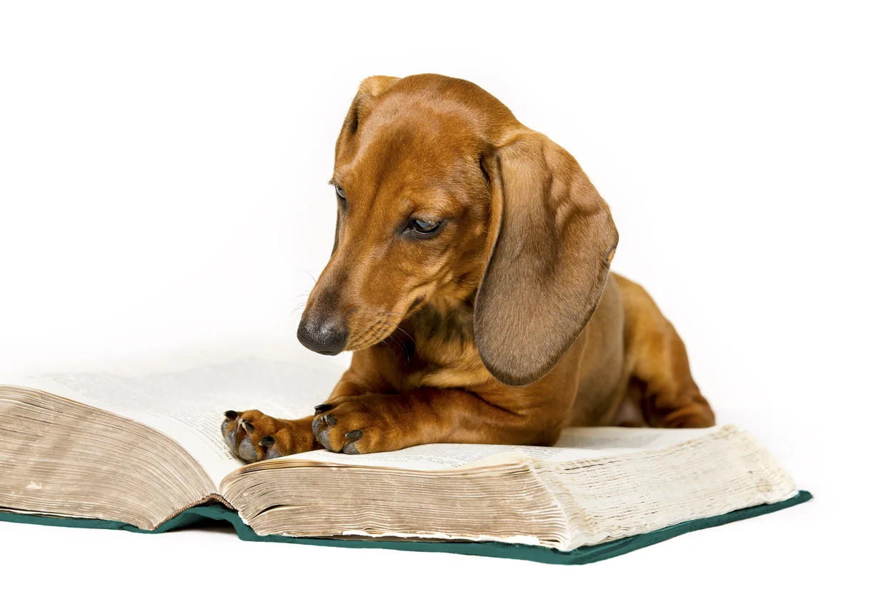 Dachsund Reading Book.jpg