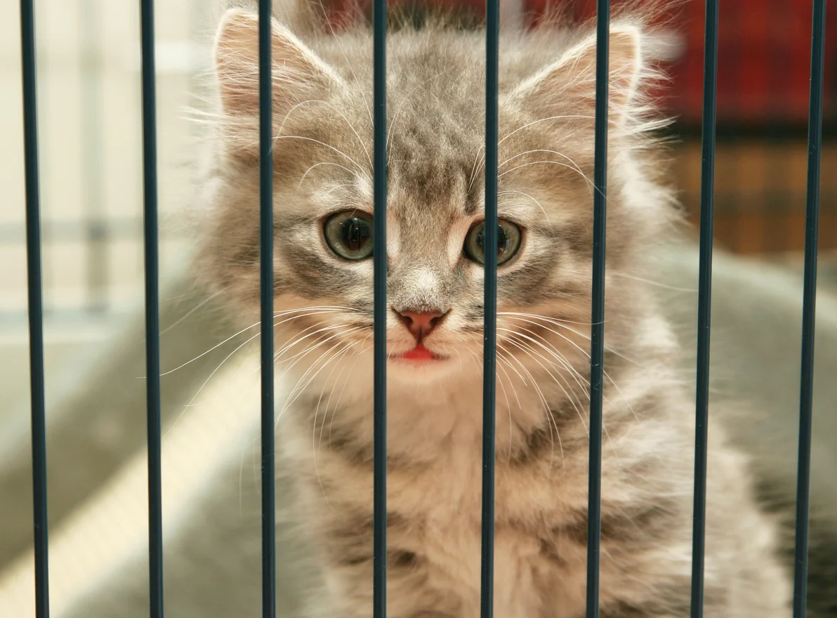 Kitten in Cage.jpg