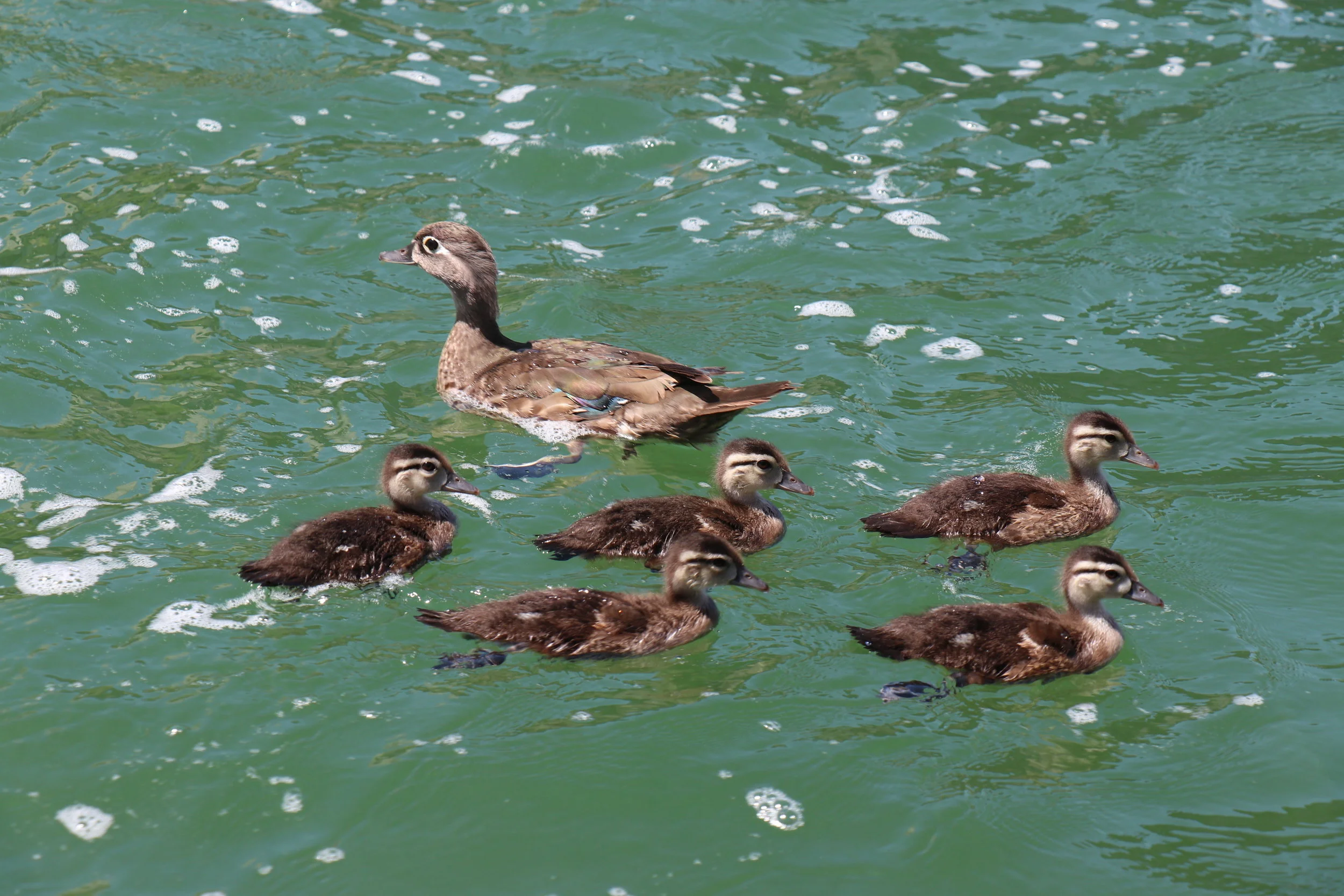 The water was higher than any of us had ever seen. This mama and her babies were paddling against the current for quite a while. We were all relieved to see them make it safely to shore.