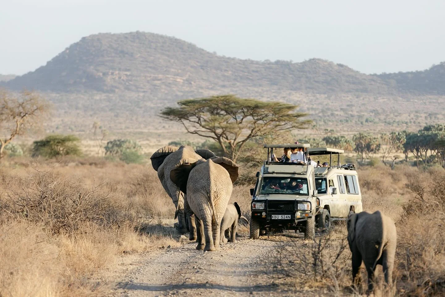 The Island Hopper on safari. 🇰🇪 Photo by our beloved @charlottezacharkiw