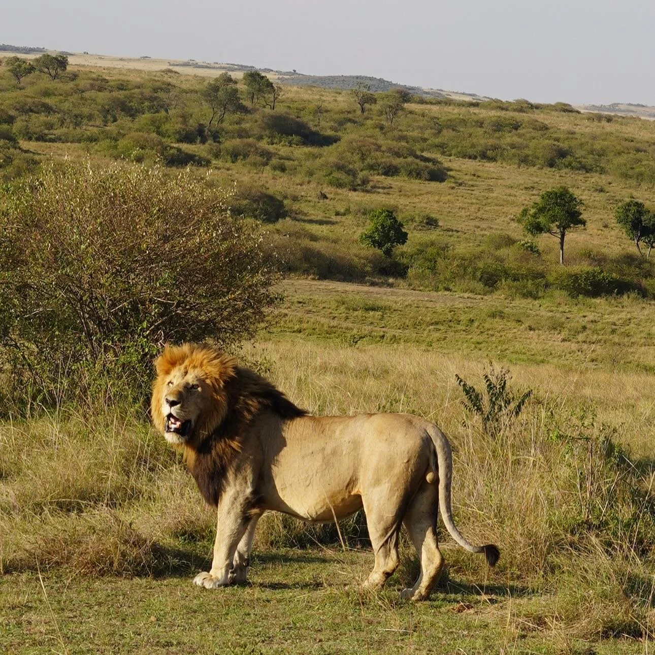 The King of the Jungle. We lost count of how many lions we saw!!