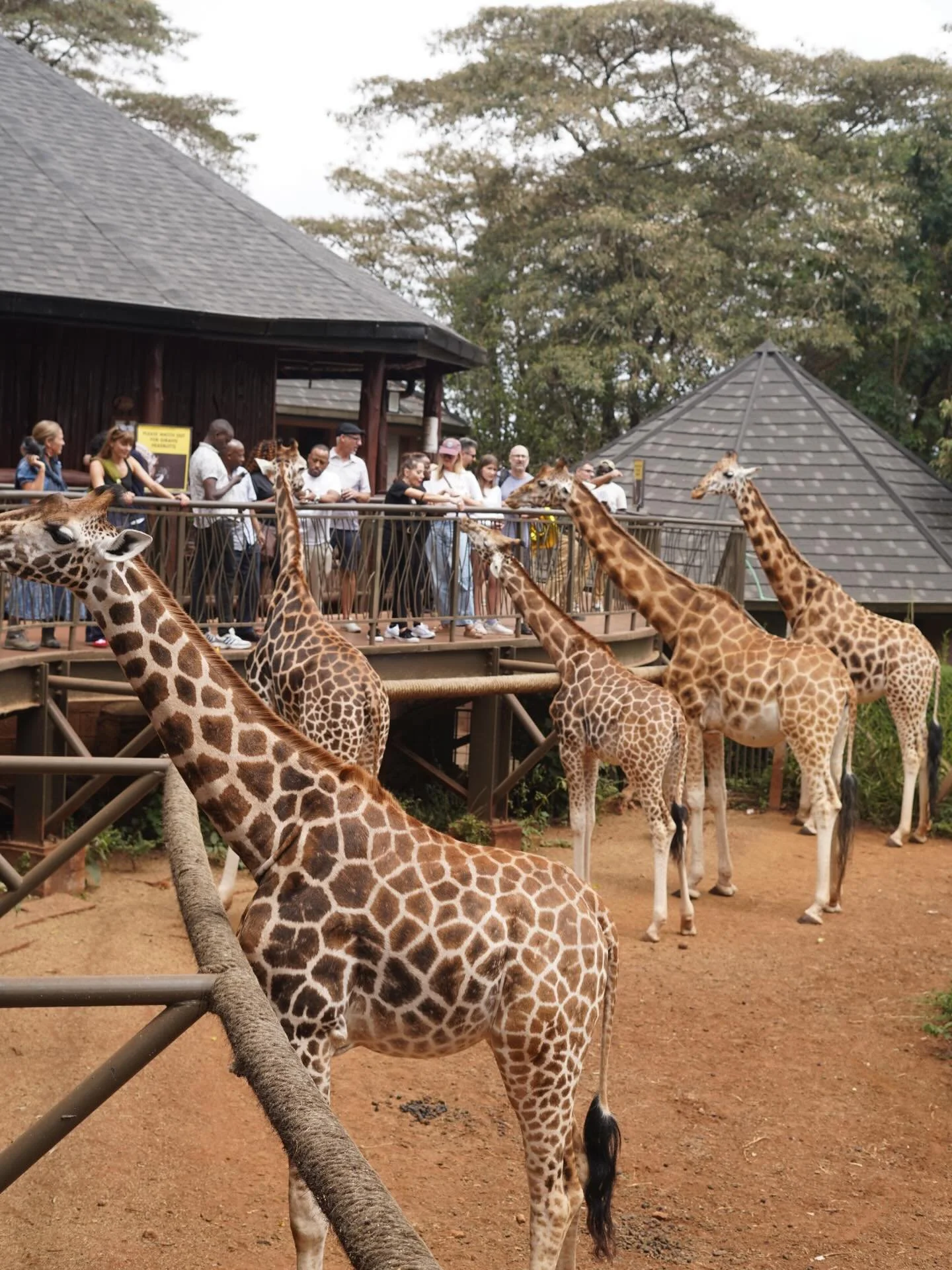 I spy Island Hoppers hand feeding the endangered Rothschild giraffes in a special protective sanctuary. 🦒🤎🦒🤎🦒🤎🦒🤎🦒🤎🦒🤎