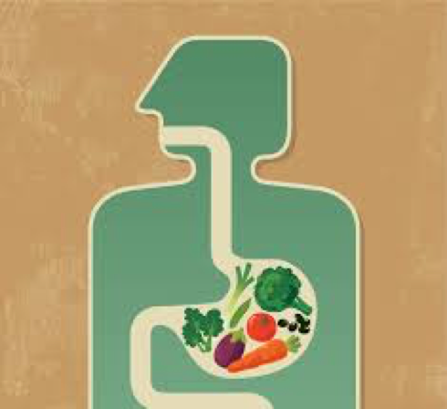 digestion.png