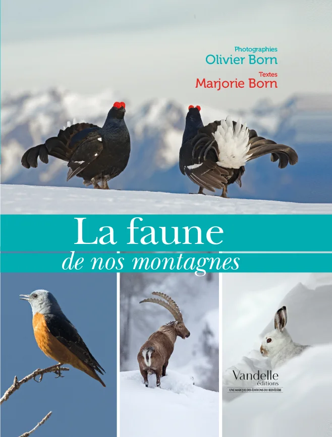 faune-montagnes.jpg
