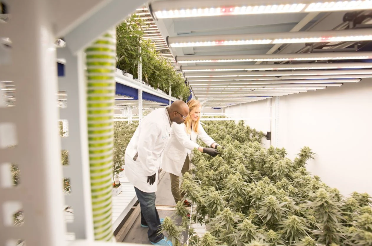 Image Source: The Cannabist