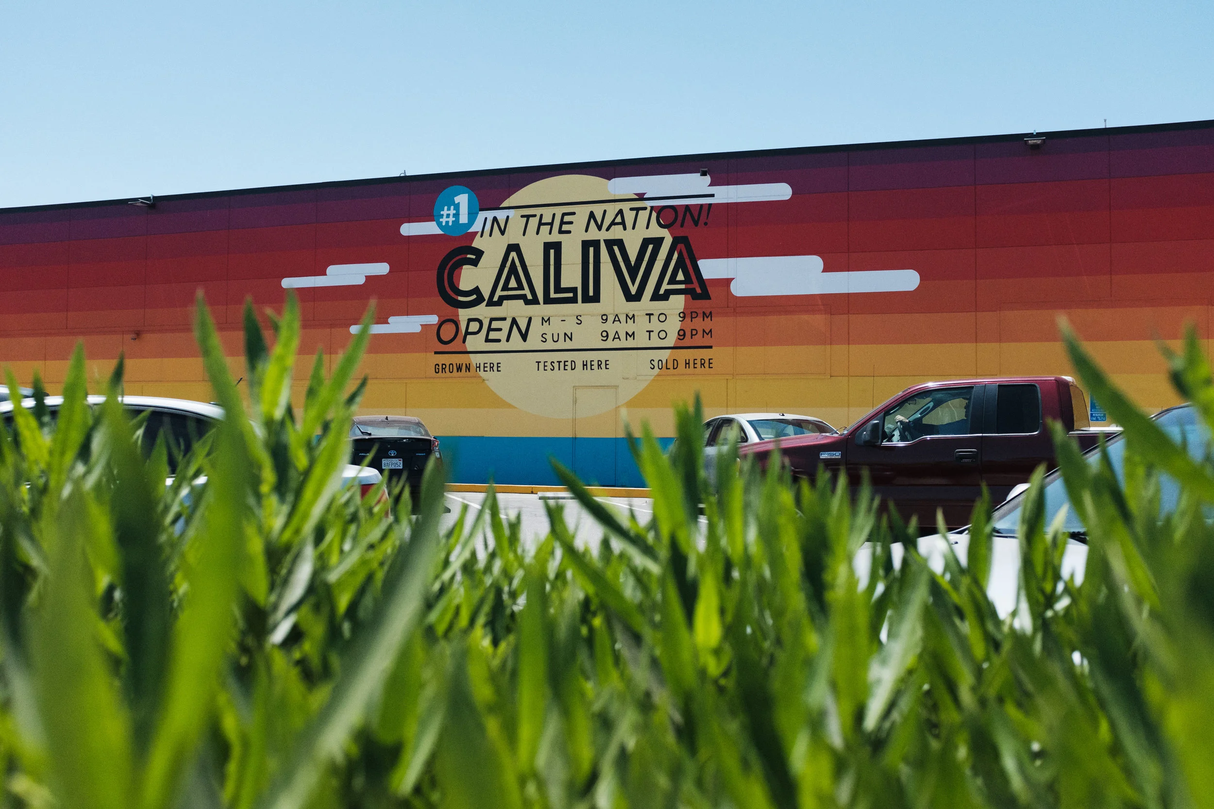 caliva-jayz.jpeg