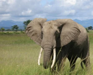 Elephant (thumbnail).jpg