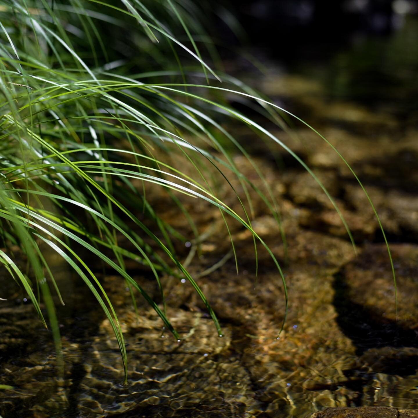 There are so many beautiful places to explore here near Rochester, VT.  There are many hidden pools, waterfalls, and other tranquil places to explore.. Pic of grasses adjacent to Bingo Brook.  #bingobrookvt